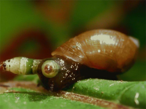 什么是僵尸蜗牛?僵尸蜗牛能养吗?