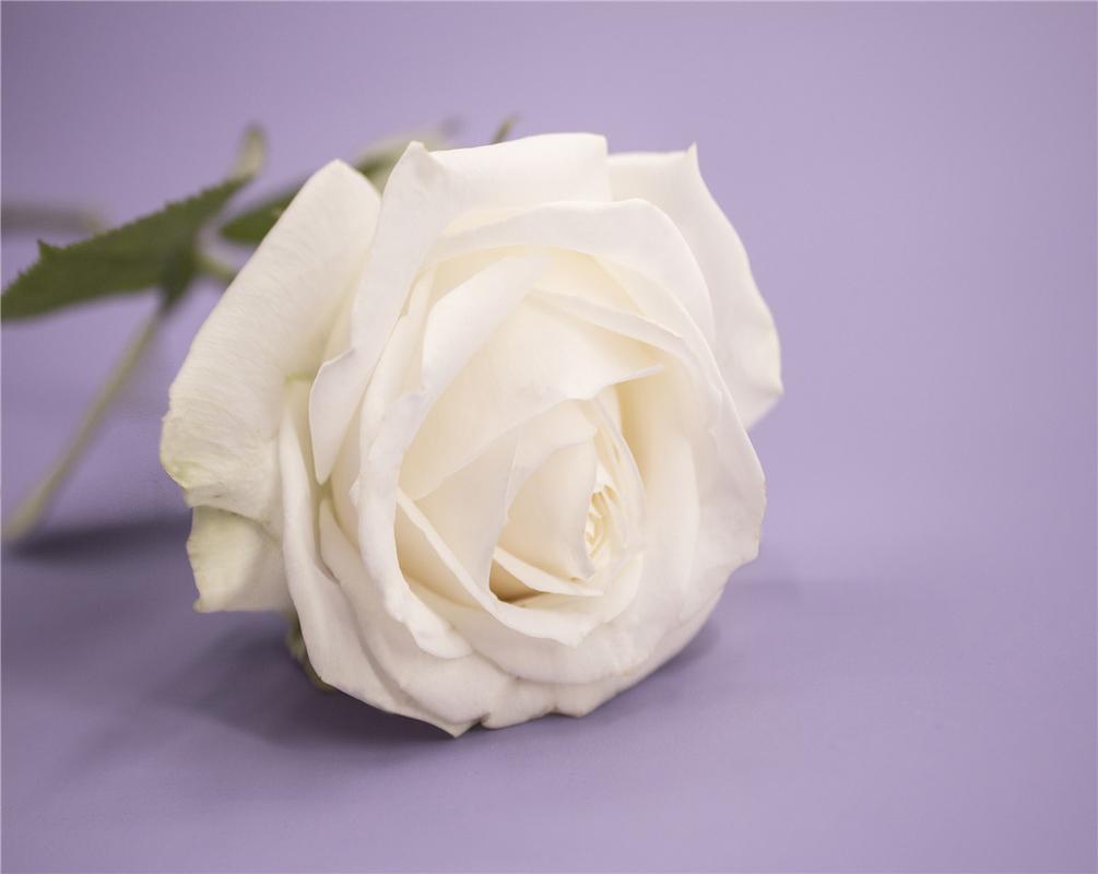 白色玫瑰花花语是什么（白玫瑰的寓意和花语）
