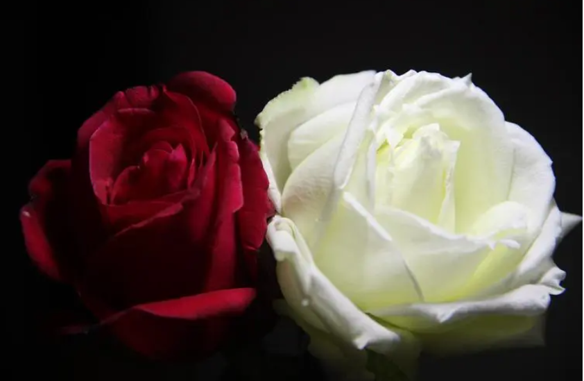 红玫瑰和白玫瑰搭配一起代表什么（红玫瑰和白玫瑰分别代表啥）