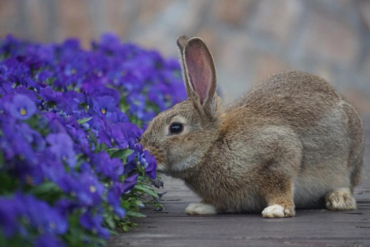 几个月份的兔子人被认为是最幸运的(属兔的出生在3月好不好)