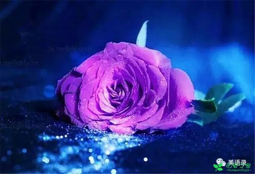 紫玫瑰的花语是什么（紫玫瑰的传说）